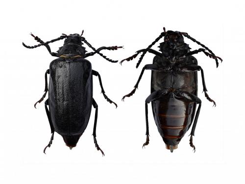Prionus coriarius