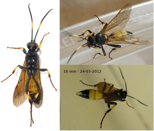 Ichneumon stramentor