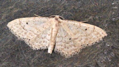 Idaea elongaria