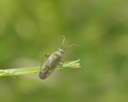Réf. 123 620 : Plagiognathus chrysanthemi