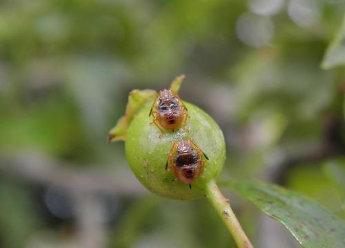 Acanthosoma haemorrhoidale haemorrhoidale