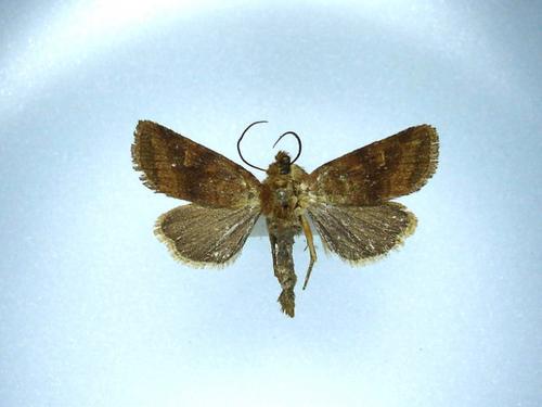 Réf. 123 097 : Lasionycta imbecilla