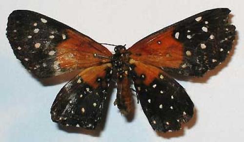 Stalachtis phlegia