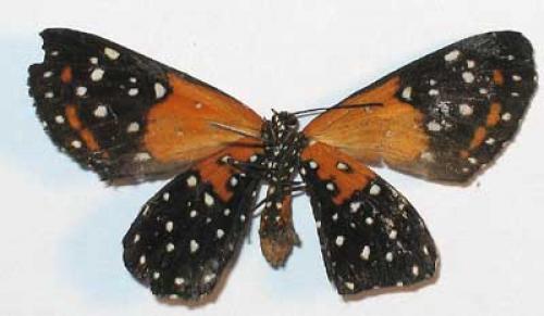 Stalachtis phlegia