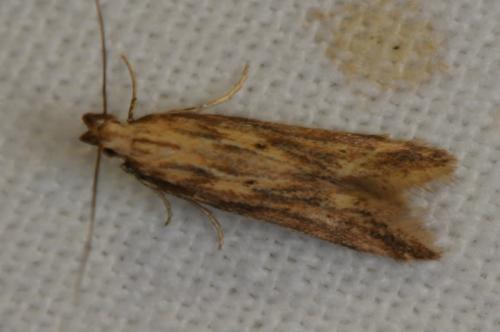 Réf. 123 820 : Metzneria sp.