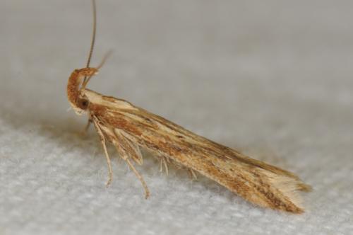 Réf. 123 821 : Metzneria sp.