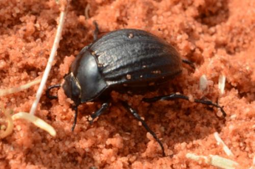 Réf. 123 492 : Erodius sp.