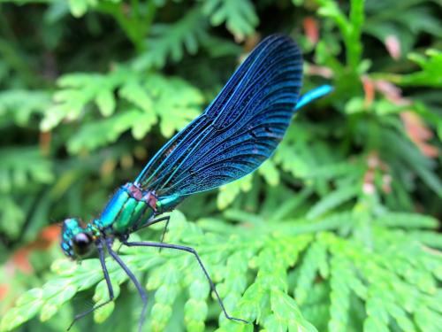 Calopteryx virgo