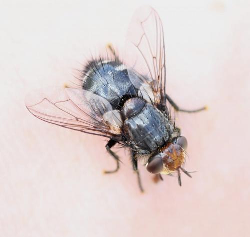 Onychogonia flaviceps