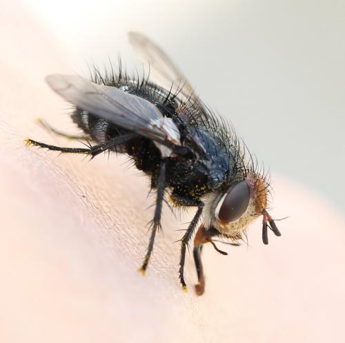 Onychogonia flaviceps