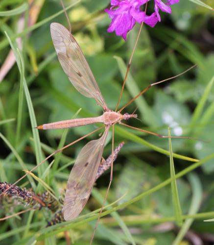 Tipula fulvipennis