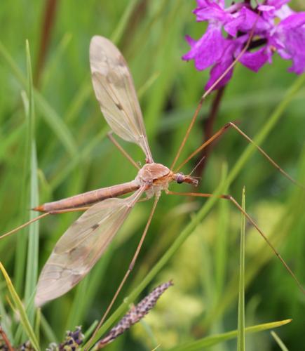 Tipula fulvipennis