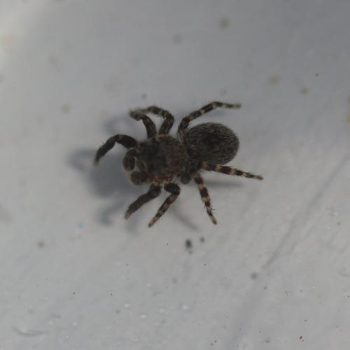 Talavera sp.