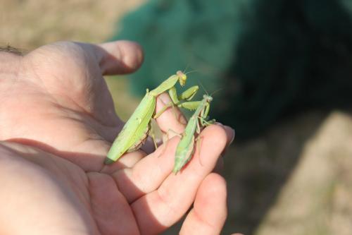 Hierodula patellifera