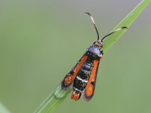 Réf. 123 159 : Pyropteron chrysidiformis