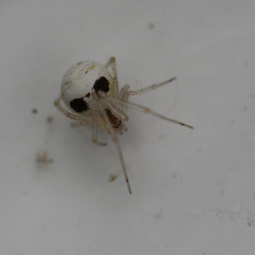 Réf. 123 011 : Theridion varians