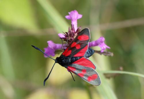 Réf. 123 516 : Zygaena filipendulae