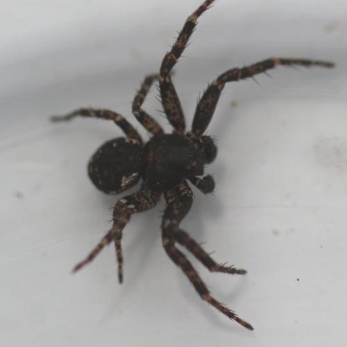 Ozyptila sp.