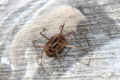 Réf. 123 591 : Odiellus simplicipes