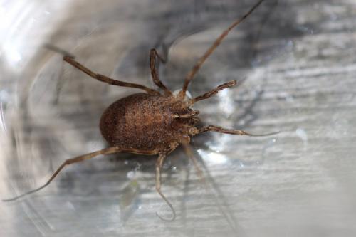 Odiellus simplicipes