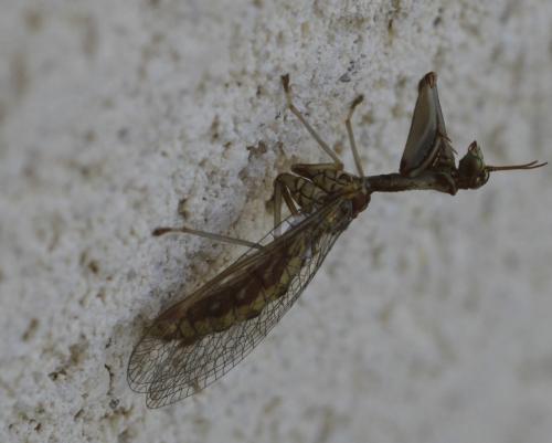 Mantispa styriaca