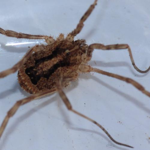 Odiellus simplicipes