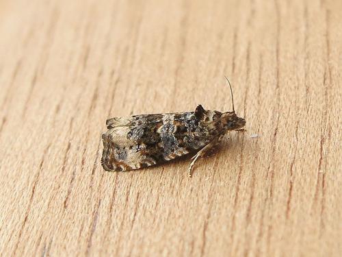 Endothenia gentianaeana