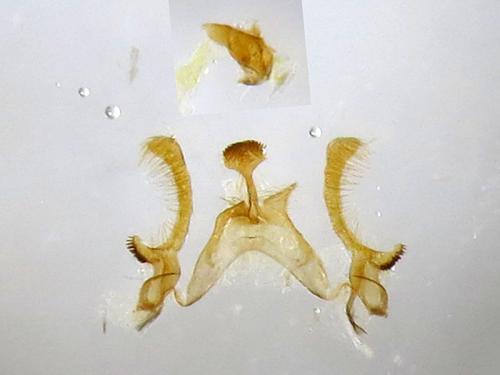 Endothenia gentianaeana