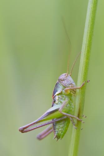 Tettigoniinae