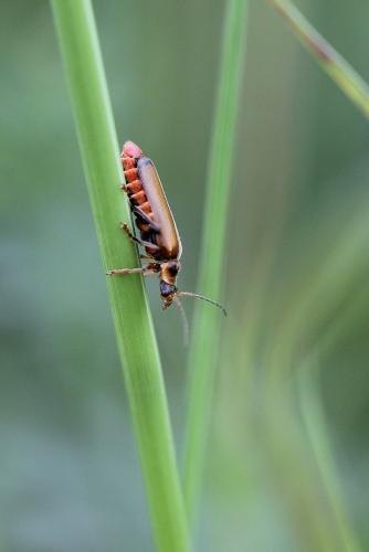 Cantharis terminata
