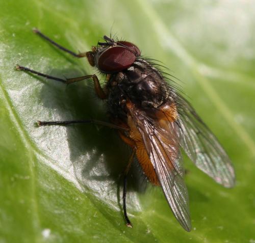 Phaonia subventa
