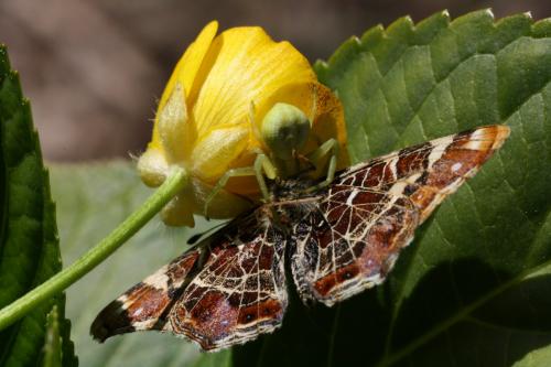 Araschnia levana