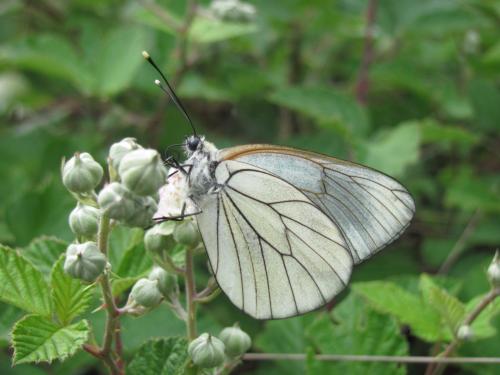 Aporia crataegi