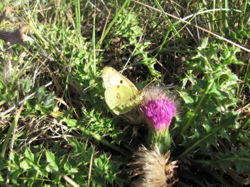Colias sp.