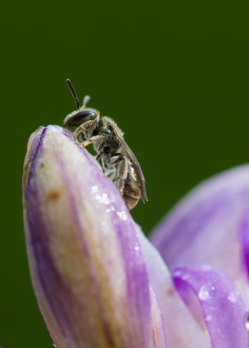 Lasioglossum sp.