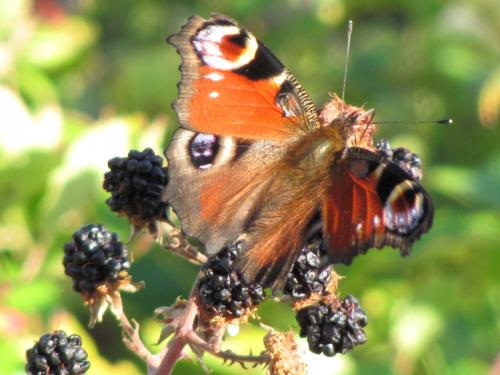 Aglais io