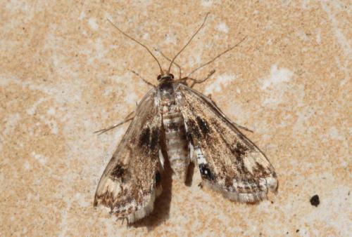 Réf. 123 945 : Cataclysta lemnata