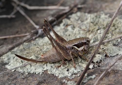 Réf. 123 258 : Pholidoptera femorata