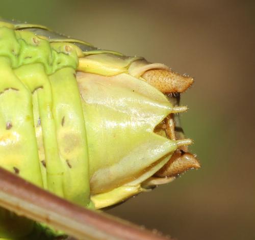 Ephippiger diurnus diurnus