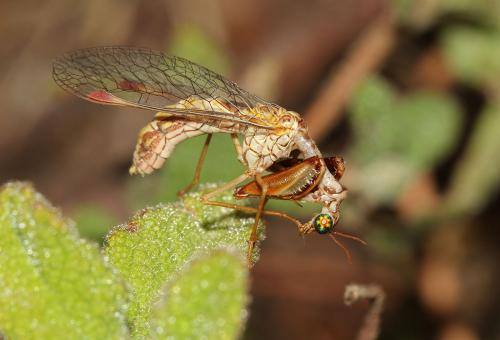 Mantispa styriaca