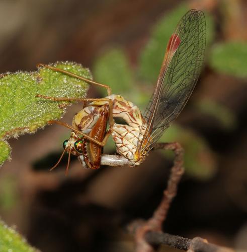Mantispa styriaca