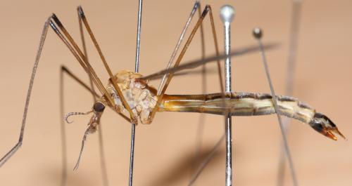 Réf. 123 361 : Tipula selene
