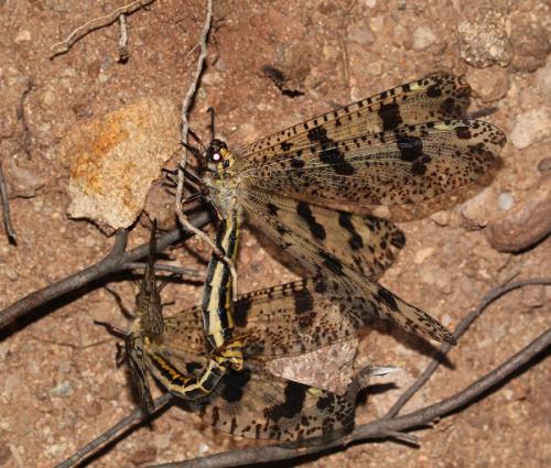 Réf. 123 233 : Palpares libelluloides