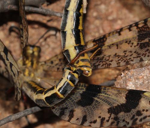 Réf. 123 234 : Palpares libelluloides