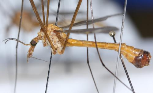 Tipula selene