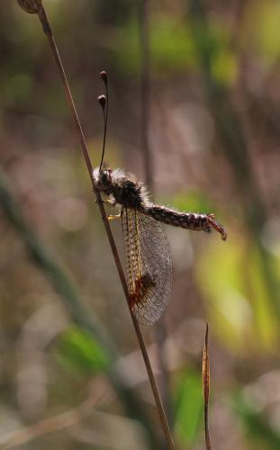 Deleproctophylla australis