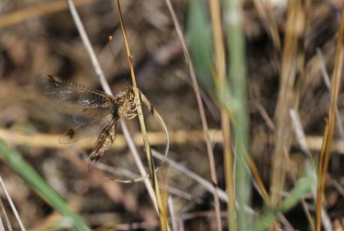 Deleproctophylla australis
