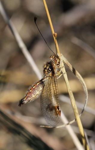 Deleproctophylla australis