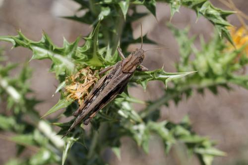 Réf. 123 725 : Locusta migratoria