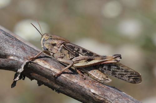 Réf. 123 724 : Locusta migratoria